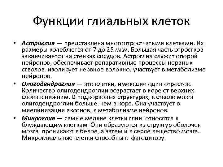 Функции глиальных клеток • Астроглия — представлена многоотростчатыми клетками. Их размеры колеблются от 7