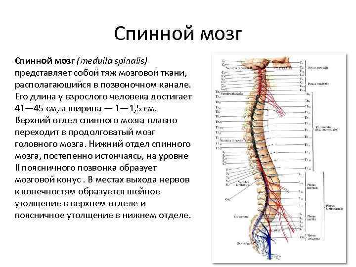 Толщина спинного мозга около 2 см. Положение спинного мозга в позвоночном канале. Толщина спинного мозга норма. Формирование спинномозгового нерва. Является продолжением спинного мозга состоит