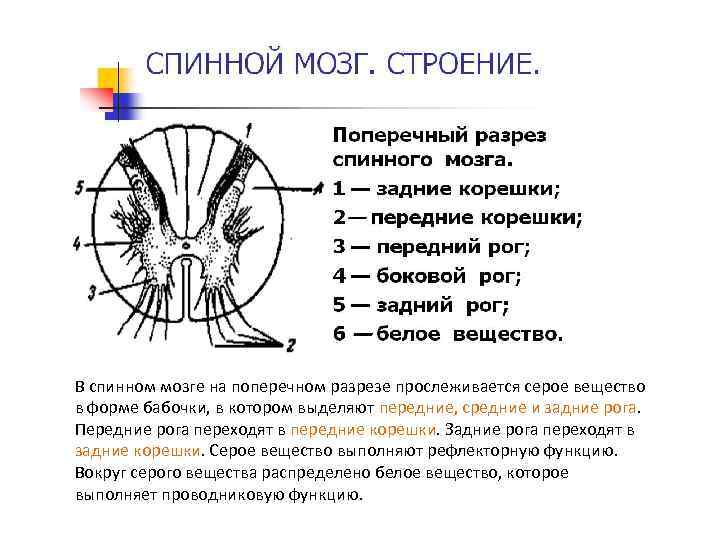 Задние боковые рога норма