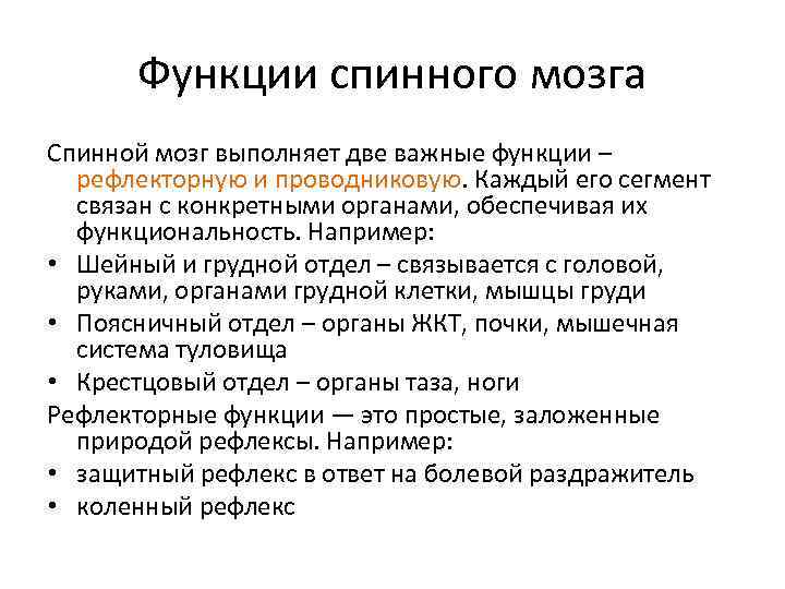 Функции спинного мозга Спинной мозг выполняет две важные функции – рефлекторную и проводниковую. Каждый