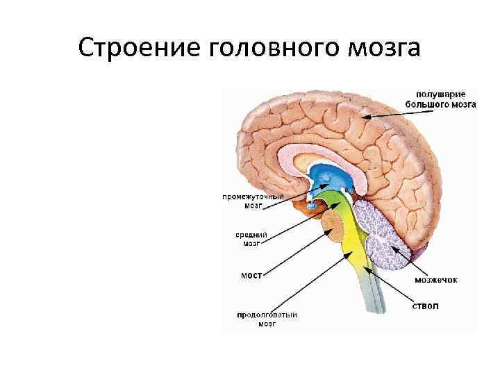 Строение головного мозга 