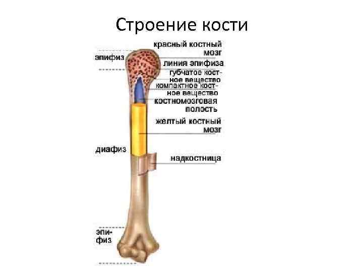 Строение трубчатой кости человека рисунок с подписями