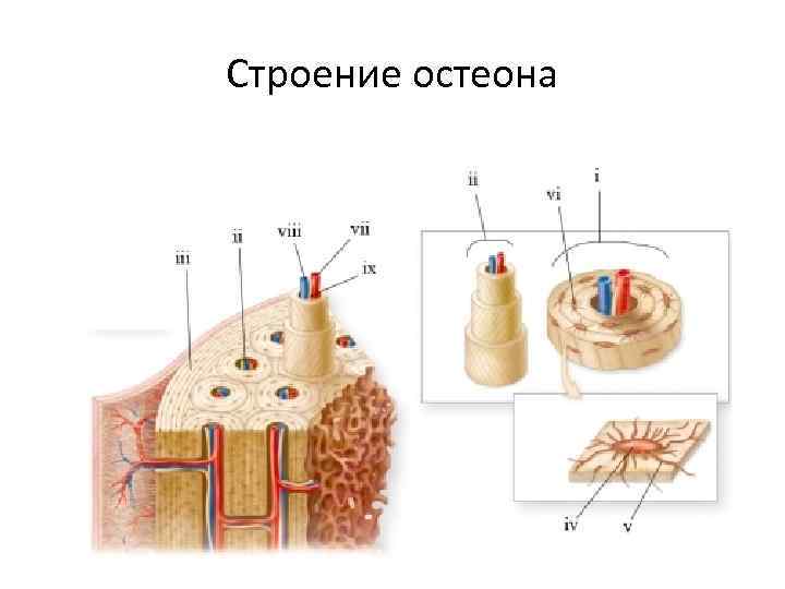 Остеон строение рисунок