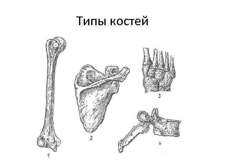 Тип губчатой кости. Кости скелета и типы костей. Классификация костей скелета человека схема. Типы костей губчатые трубчатые. Типы костей человека без подписей.