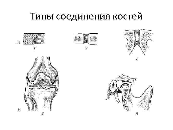 Типы соединения костей 