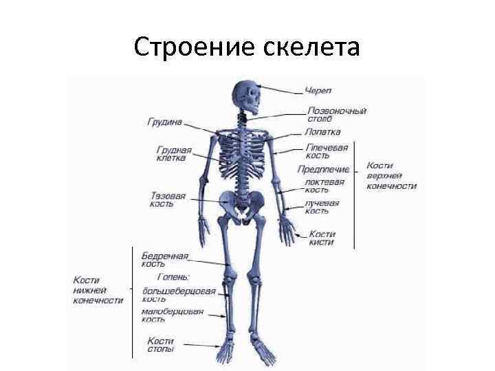 Строение скелета 