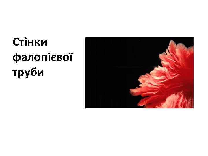 Стінки фалопієвої труби 