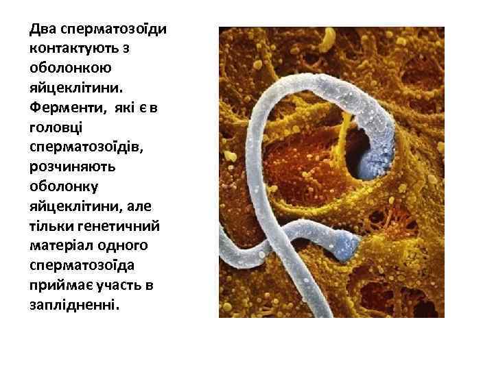 Два сперматозоїди контактують з оболонкою яйцеклітини. Ферменти, які є в головці сперматозоїдів, розчиняють оболонку