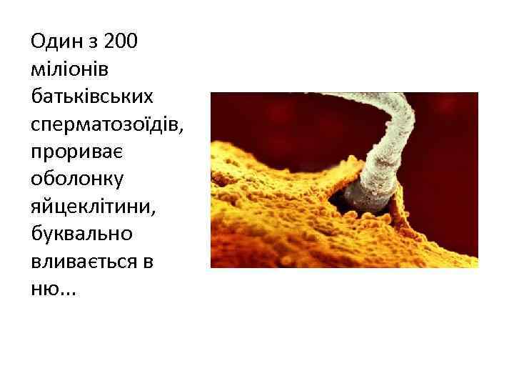 Один з 200 міліонів батьківських сперматозоїдів, прориває оболонку яйцеклітини, буквально вливається в ню. .