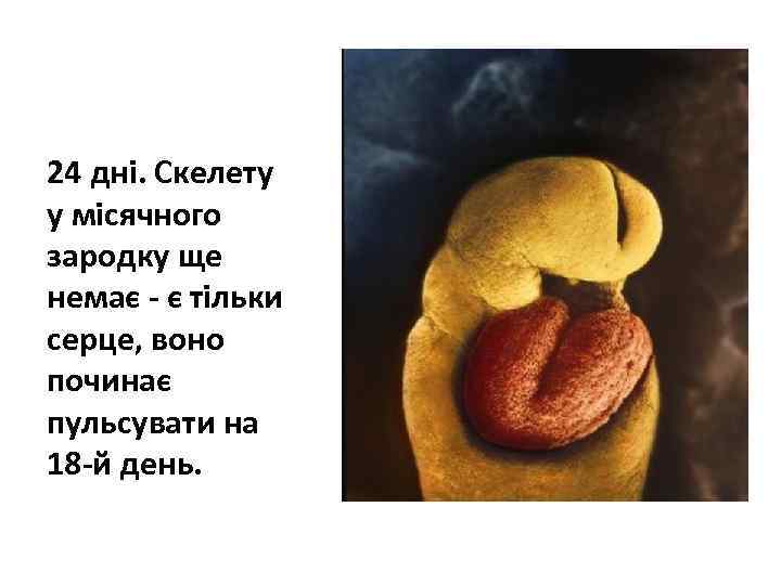 24 дні. Скелету у місячного зародку ще немає - є тільки серце, воно починає