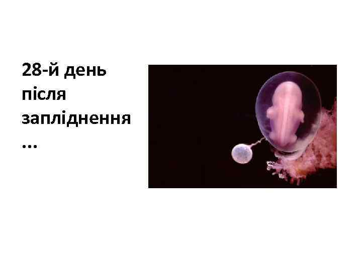 28 -й день після запліднення. . . 