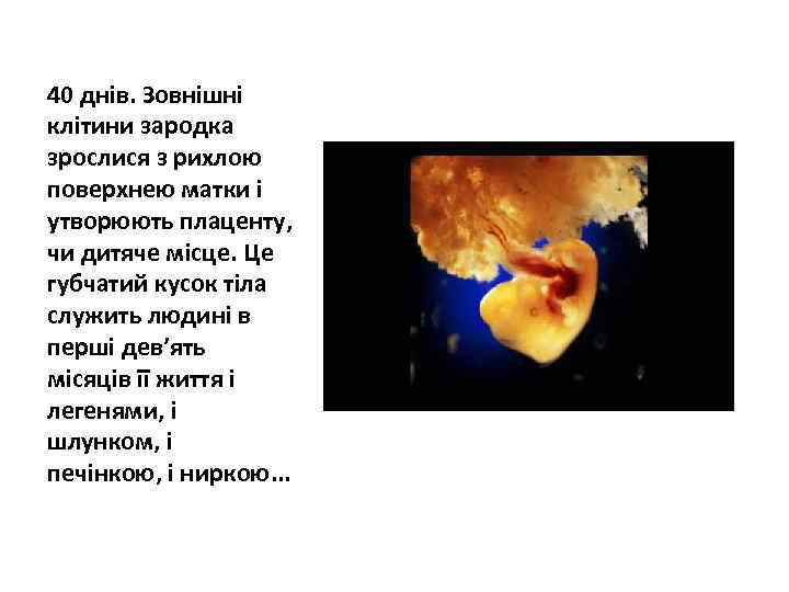 40 днів. Зовнішні клітини зародка зрослися з рихлою поверхнею матки і утворюють плаценту, чи