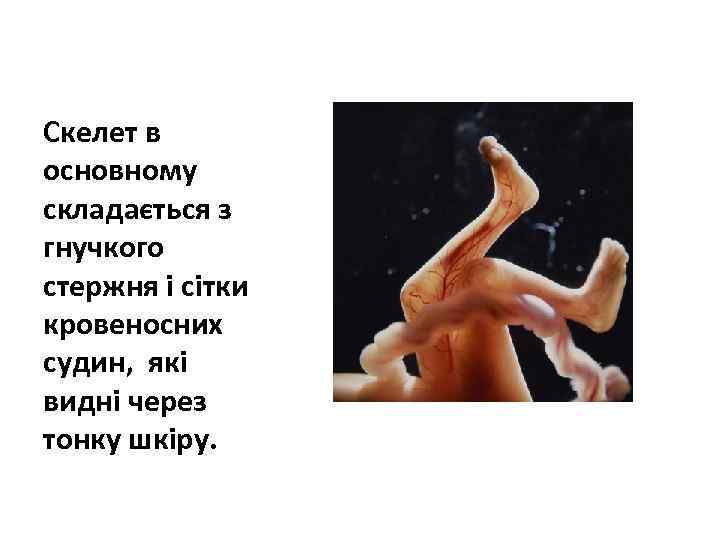 Скелет в основному складається з гнучкого стержня і сітки кровеносних судин, які видні через