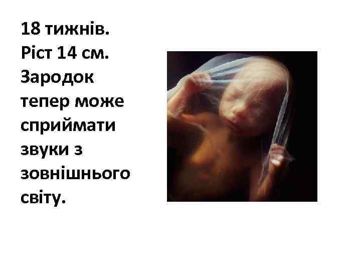 18 тижнів. Ріст 14 см. Зародок тепер може сприймати звуки з зовнішнього світу. 