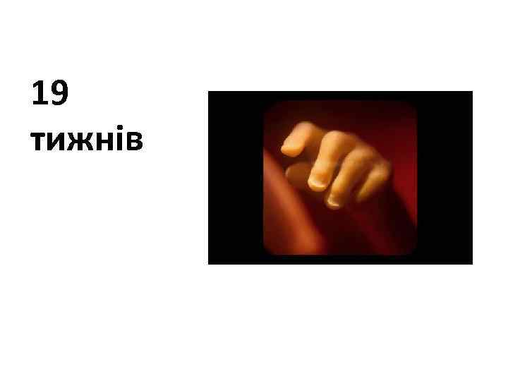 19 тижнів 
