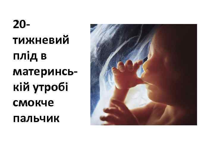 20 тижневий плід в материнській утробі смокче пальчик 
