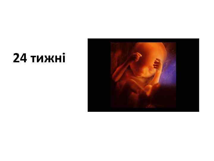 24 тижні 