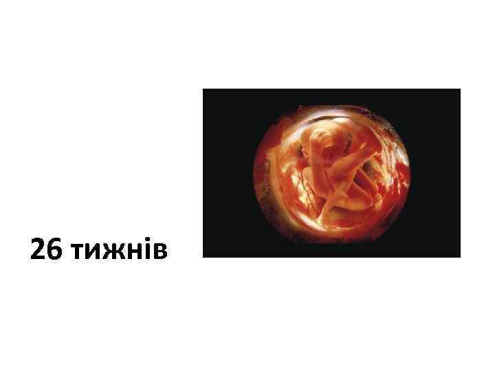 26 тижнів 