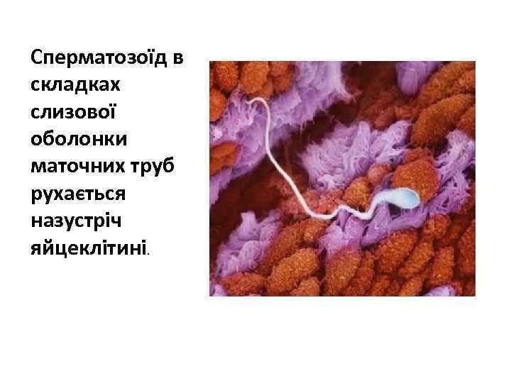 Сперматозоїд в складках слизової оболонки маточних труб рухається назустріч яйцеклітині. 