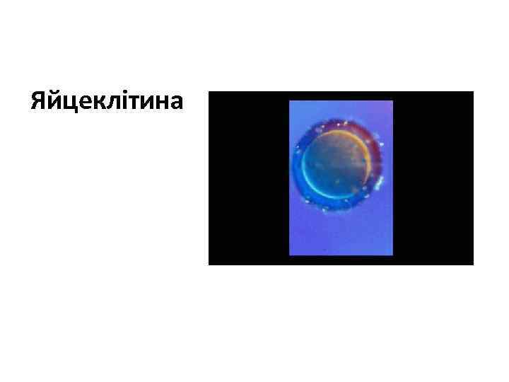 Яйцеклітина 