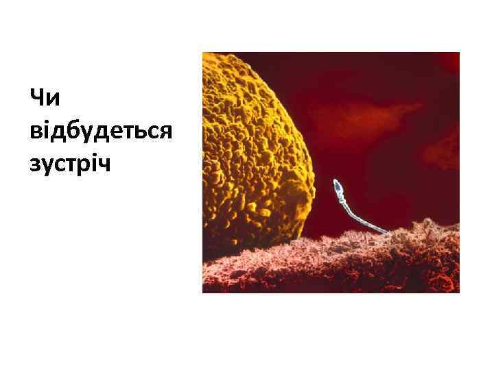 Чи відбудеться зустріч 