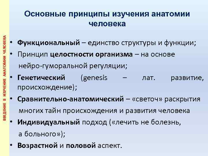 ВВЕДЕНИЕ В ИЗУЧЕНИЕ АНАТОМИИ ЧЕЛОВЕКА Основные принципы изучения анатомии человека • Функциональный – единство