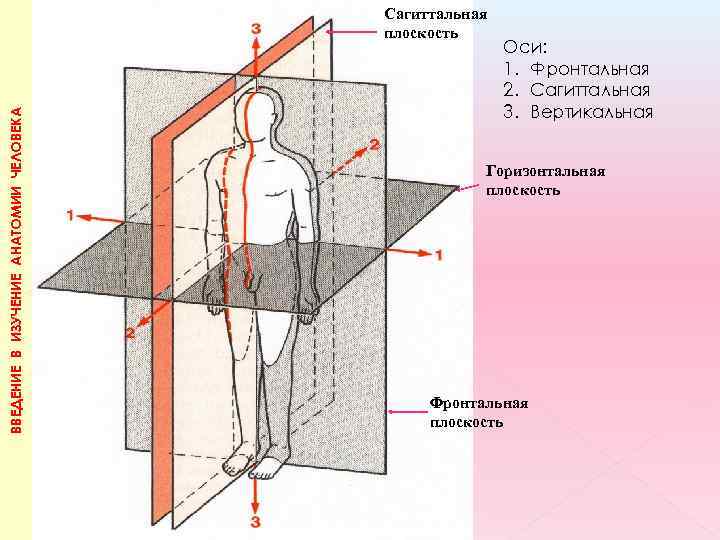 Сагиттальная плоскость ВВЕДЕНИЕ В ИЗУЧЕНИЕ АНАТОМИИ ЧЕЛОВЕКА Са Оси: 1. Фронтальная 2. Сагиттальная 3.