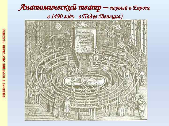 Анатомический театр – первый в Европе ВВЕДЕНИЕ В ИЗУЧЕНИЕ АНАТОМИИ ЧЕЛОВЕКА в 1490 году