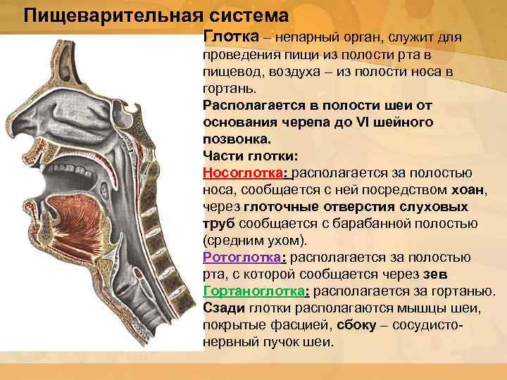 Пищеварительная система Глотка – непарный орган, служит для проведения пищи из полости рта в