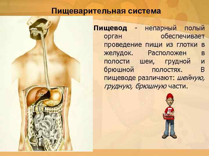 Пищеварительная система Пищевод - непарный полый орган обеспечивает проведение пищи из глотки в желудок.
