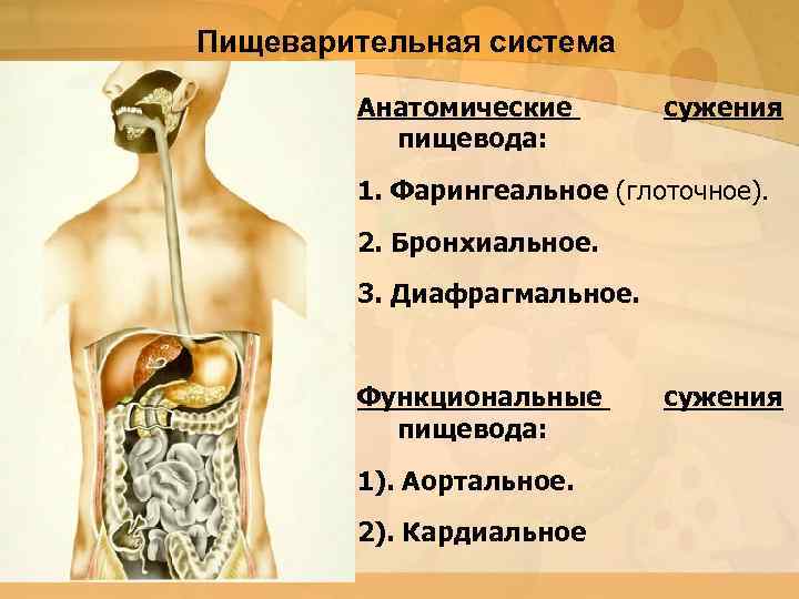 Пищеварительная система Анатомические пищевода: сужения 1. Фарингеальное (глоточное). 2. Бронхиальное. 3. Диафрагмальное. Функциональные пищевода: