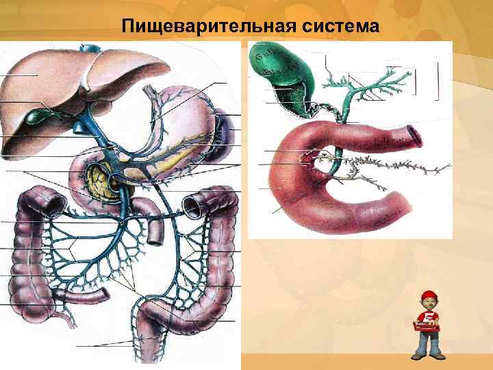 Строение пищеварительной системы человека фото