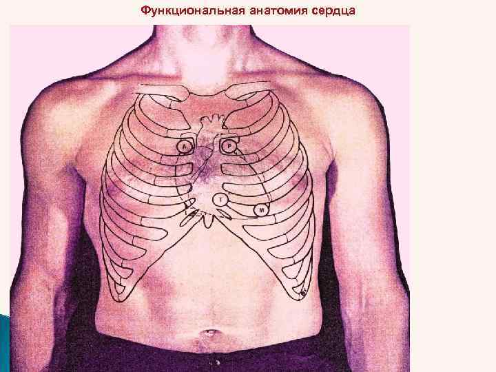 Функциональная анатомия сердца 