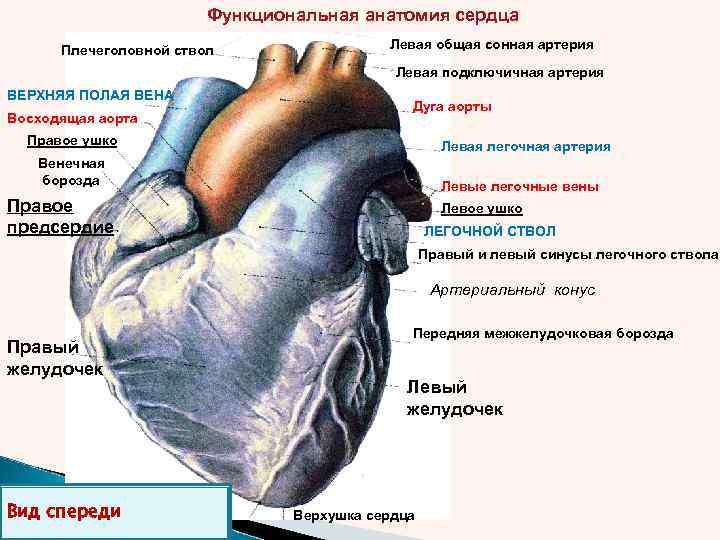 Функциональная анатомия сердца Плечеголовной ствол Левая общая сонная артерия Левая подключичная артерия ВЕРХНЯЯ ПОЛАЯ