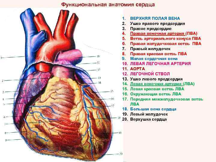 Функциональная анатомия сердца 1. 2. 3. 4. 5. 6. 7. 8. 9. 10. 11.
