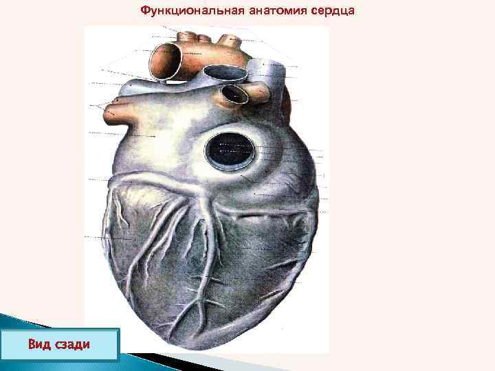 Функциональная анатомия сердца Вид сзади 