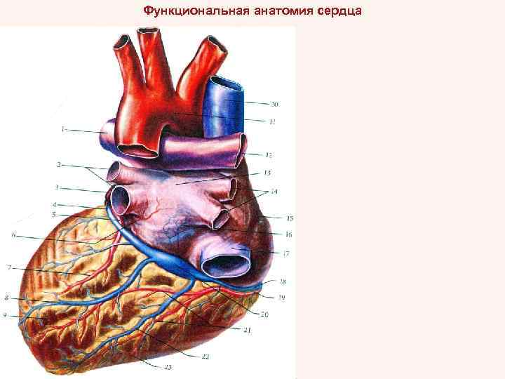 Функциональная анатомия сердца 