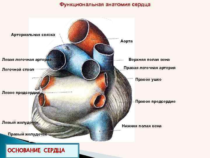 Функциональная анатомия сердца Артериальная связка Аорта Левая легочная артерия Легочной ствол Верхняя полая вена