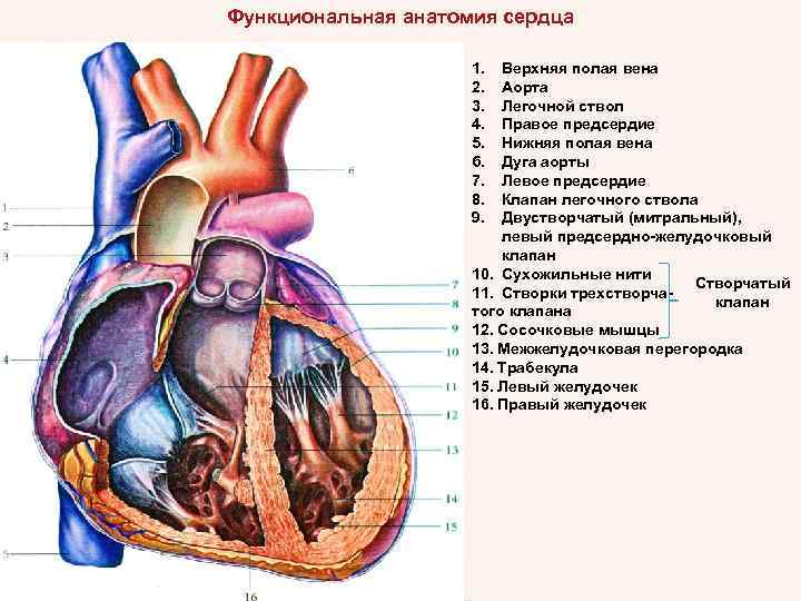 Функциональная анатомия сердца 1. 2. 3. 4. 5. 6. 7. 8. 9. Верхняя полая