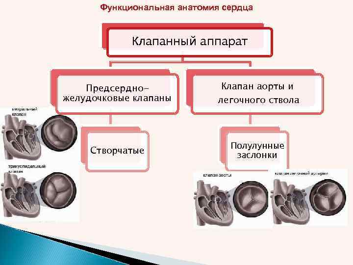 Функциональная анатомия сердца Клапанный аппарат Предсердножелудочковые клапаны Клапан аорты и легочного ствола Створчатые Полулунные
