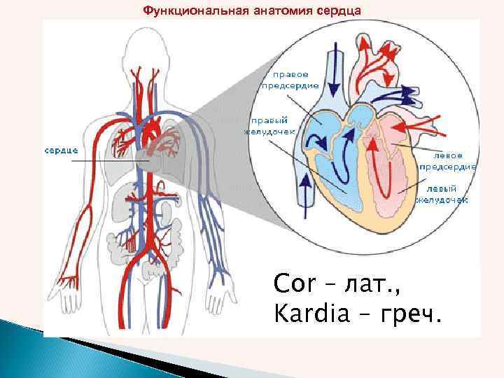 Функциональная анатомия сердца Cor – лат. , Kardia – греч. 