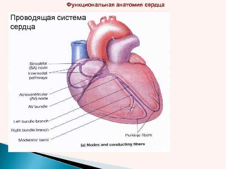 Функциональная анатомия сердца Проводящая система сердца 
