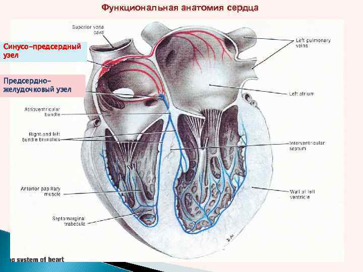 Функциональная анатомия сердца Синусо-предсердный узел Предсердножелудочковый узел 