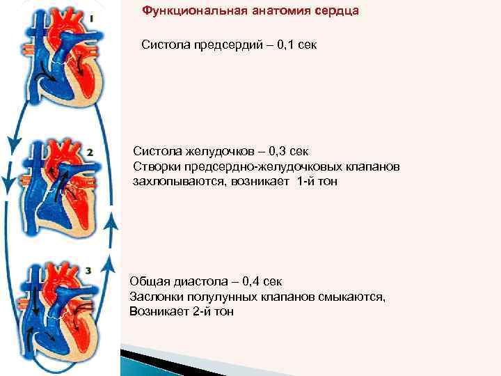Функциональная анатомия сердца Систола предсердий – 0, 1 сек Систола желудочков – 0, 3