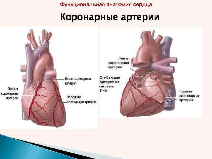 Функциональная анатомия сердца Коронарные артерии 