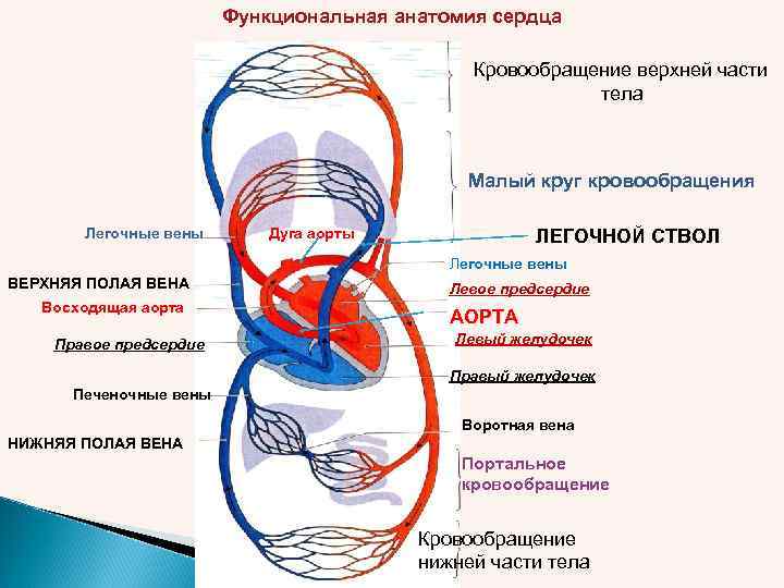 Функциональная анатомия сердца Кровообращение верхней части тела Малый круг кровообращения Легочные вены Дуга аорты