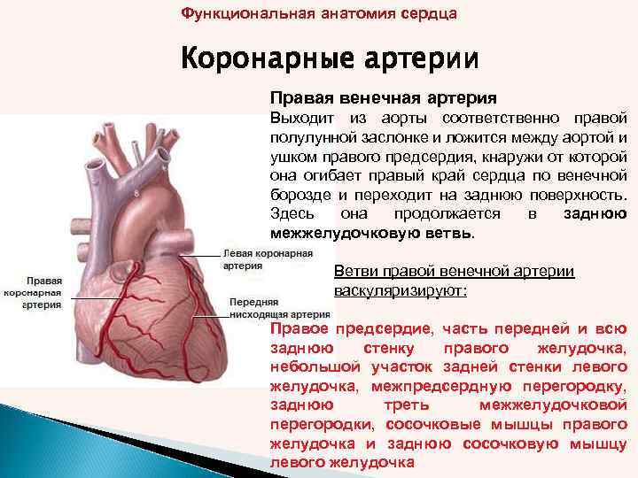 Функциональная анатомия сердца Коронарные артерии Правая венечная артерия Выходит из аорты соответственно правой полулунной