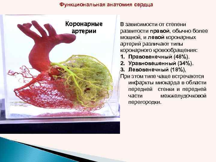 Функциональная анатомия сердца Коронарные артерии В зависимости от степени развитости правой, обычно более мощной,