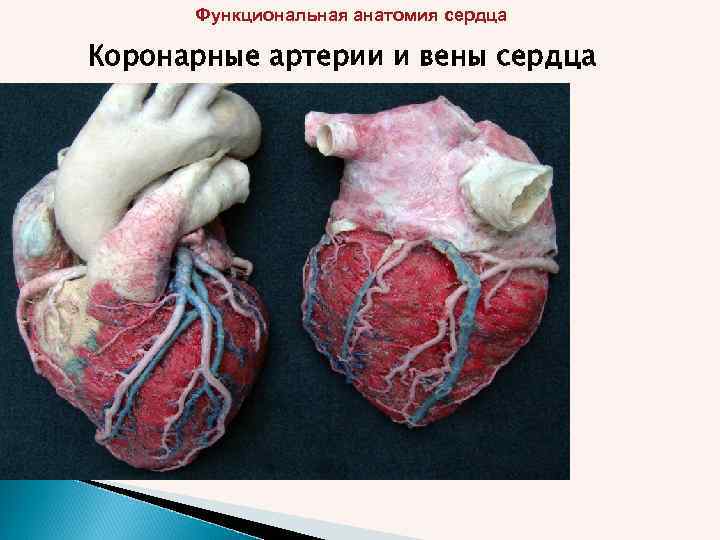 Функциональная анатомия сердца Коронарные артерии и вены сердца 