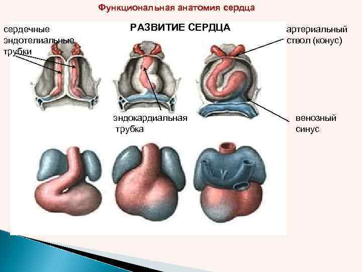 Функциональная анатомия сердца сердечные эндотелиальные трубки РАЗВИТИЕ СЕРДЦА эндокардиальная трубка артериальный ствол (конус) венозный